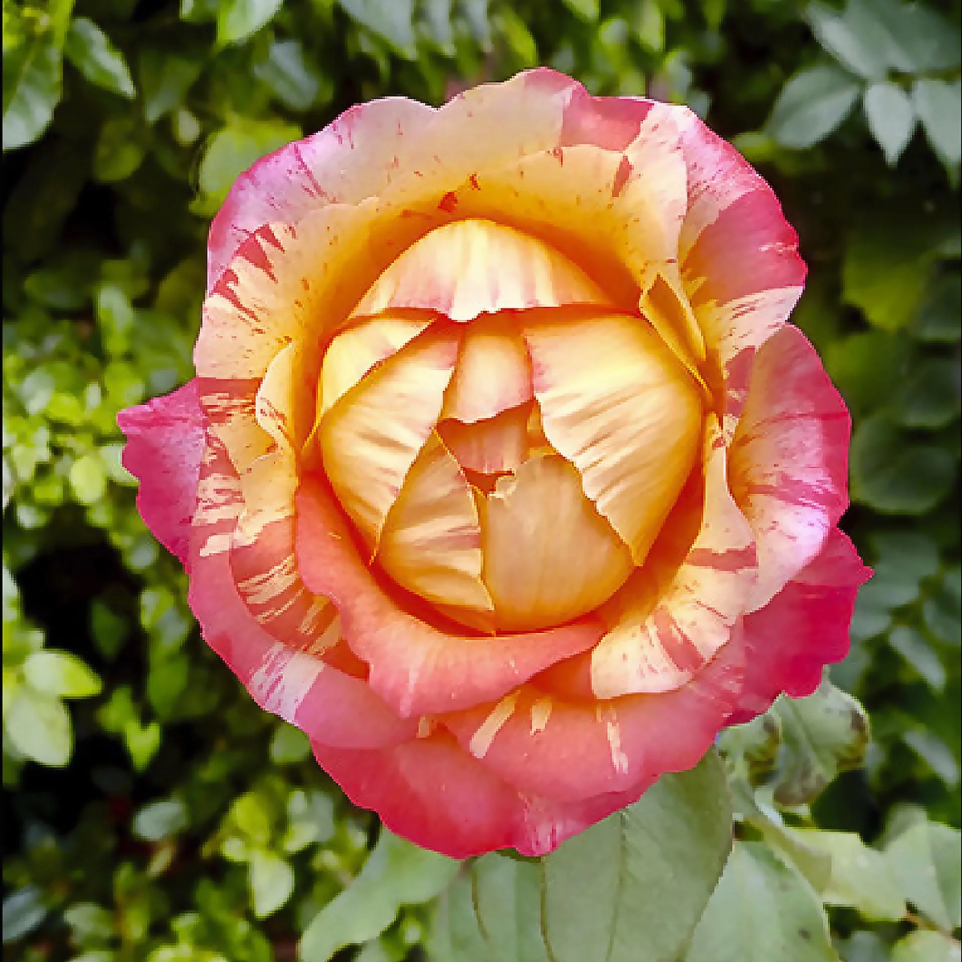 Partagez vos photos écologique